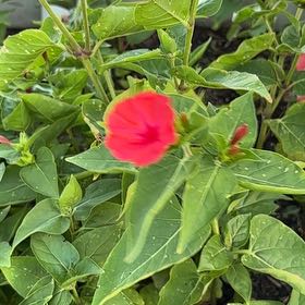 Photo of the plant species Marvel of Peru by @JoysomeIvy35 named Plato on Greg, the plant care app