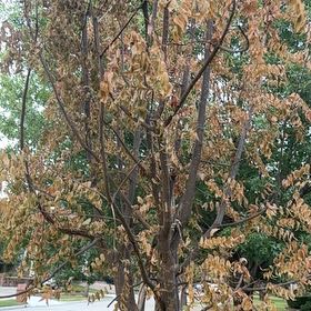 Photo of the plant species Chinese Pistache by @AceHorminum44 named Fernie Mercury on Greg, the plant care app