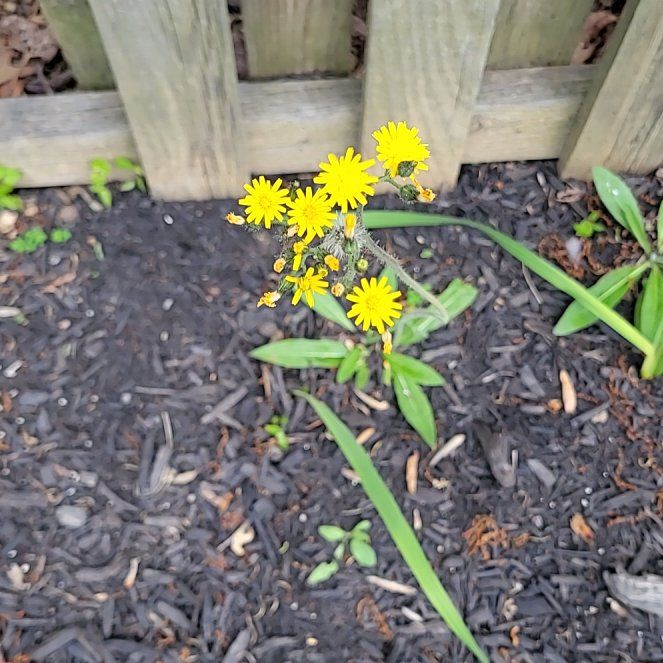 Photo of the plant species Butterweed by @BonusWoreya6 named Athena on Greg, the plant care app