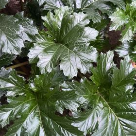 Photo of the plant species Bear's Breeches by @NaturalPhlox93 named Beyonce on Greg, the plant care app