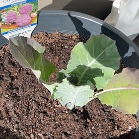 Photo of the plant species Cauliflower by @PurePurei74 named Orlando Bloom on Greg, the plant care app
