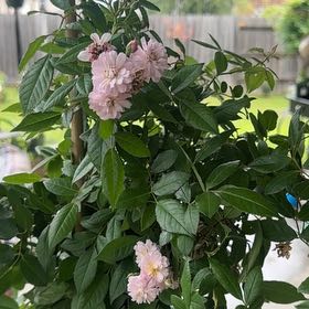 Photo of the plant species Perfume Breeze by @YesDaisy89 named Marilyn on Greg, the plant care app