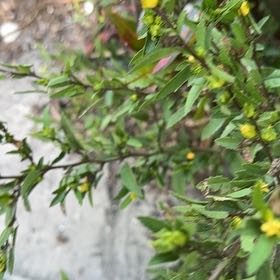 Photo of the plant species Shrubby Yellowcrest by @LikableLimabean named Delilah on Greg, the plant care app