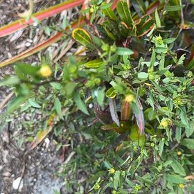Photo of the plant species Devil's Beggartick by @LikableLimabean named Orlando Bloom on Greg, the plant care app