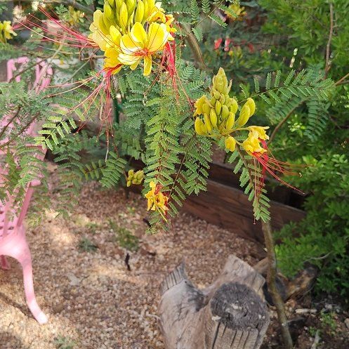 Photo of the plant species Bird-of-Paradise Shrub by @TopRibbonfern55 named Anne on Greg, the plant care app
