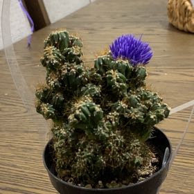 Photo of the plant species Cereus peruvianus f. monstrose by @NewEggplant46 named Rosa on Greg, the plant care app