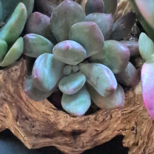 Photo of the plant species Pachyphytum 'Dr. Cornelius' by @BigPotato57 named Succulent Planter on Greg, the plant care app