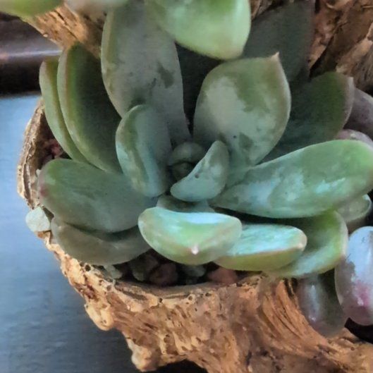 Photo of the plant species Blue Haze by @BigPotato57 named Succulent Planter on Greg, the plant care app