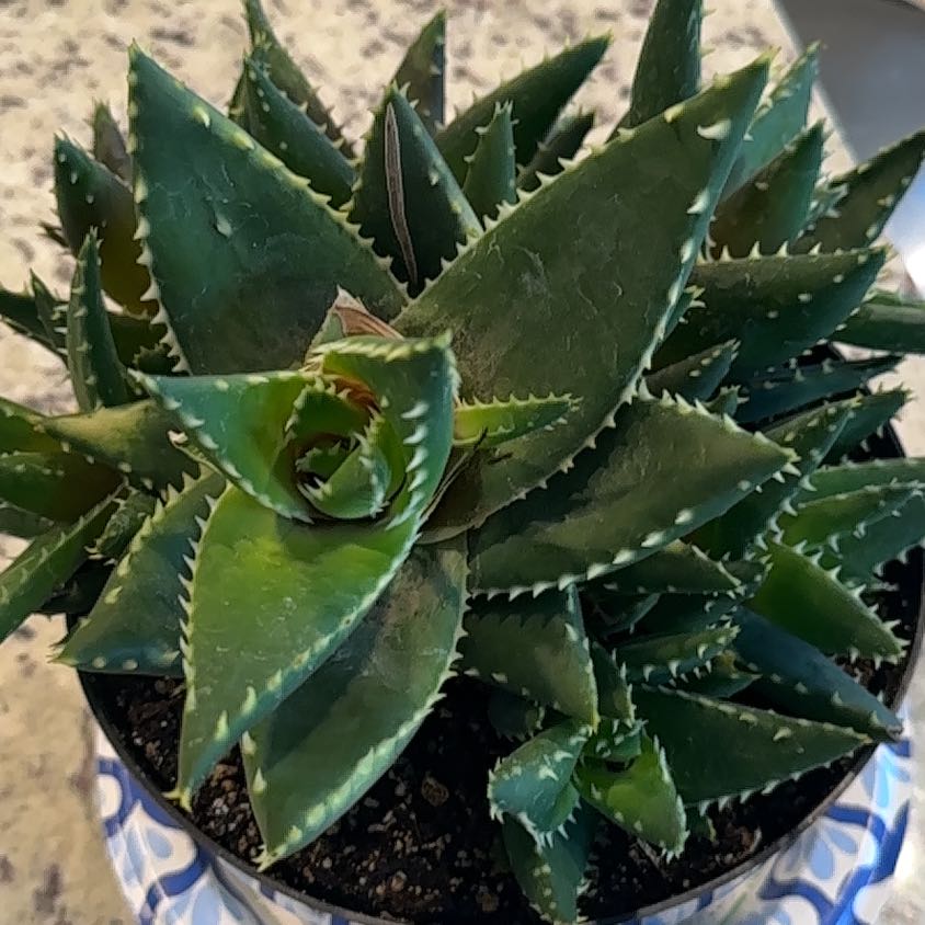 Photo of the plant species Aloe 'T-Rex' by @WingedNikaupalm named Doja Cat on Greg, the plant care app