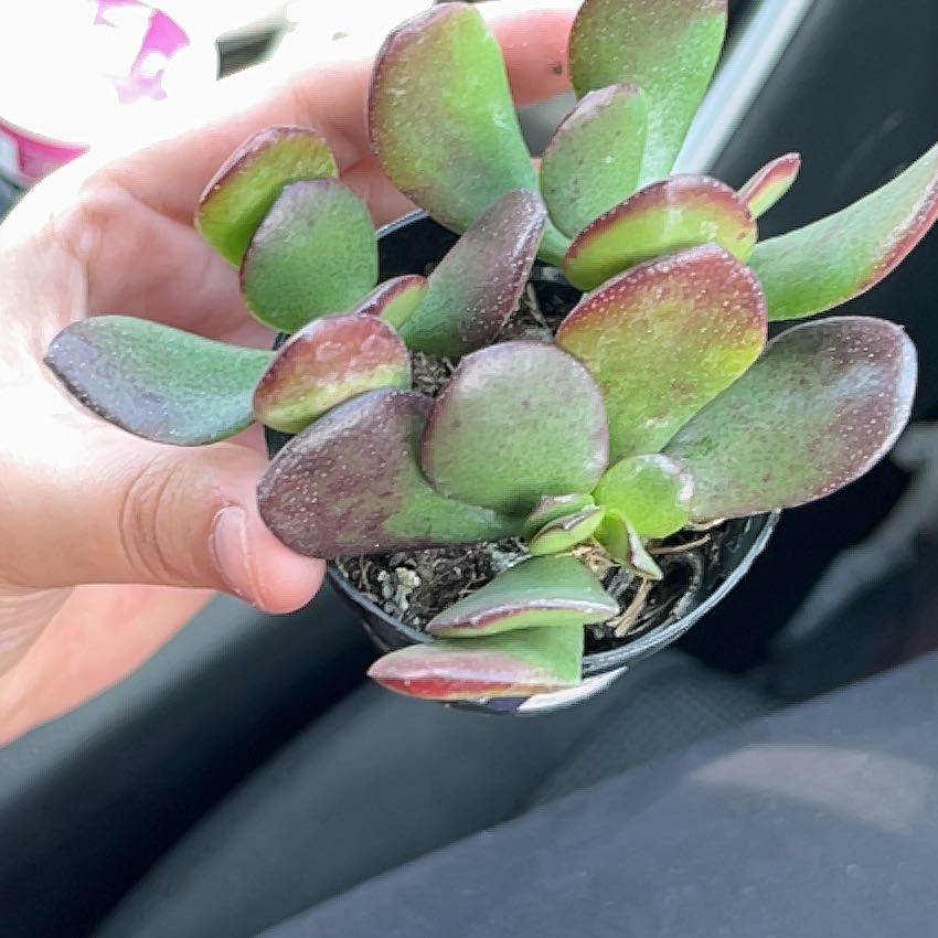 Photo of the plant species Akai Jade by @plantlover2112 named Elle on Greg, the plant care app