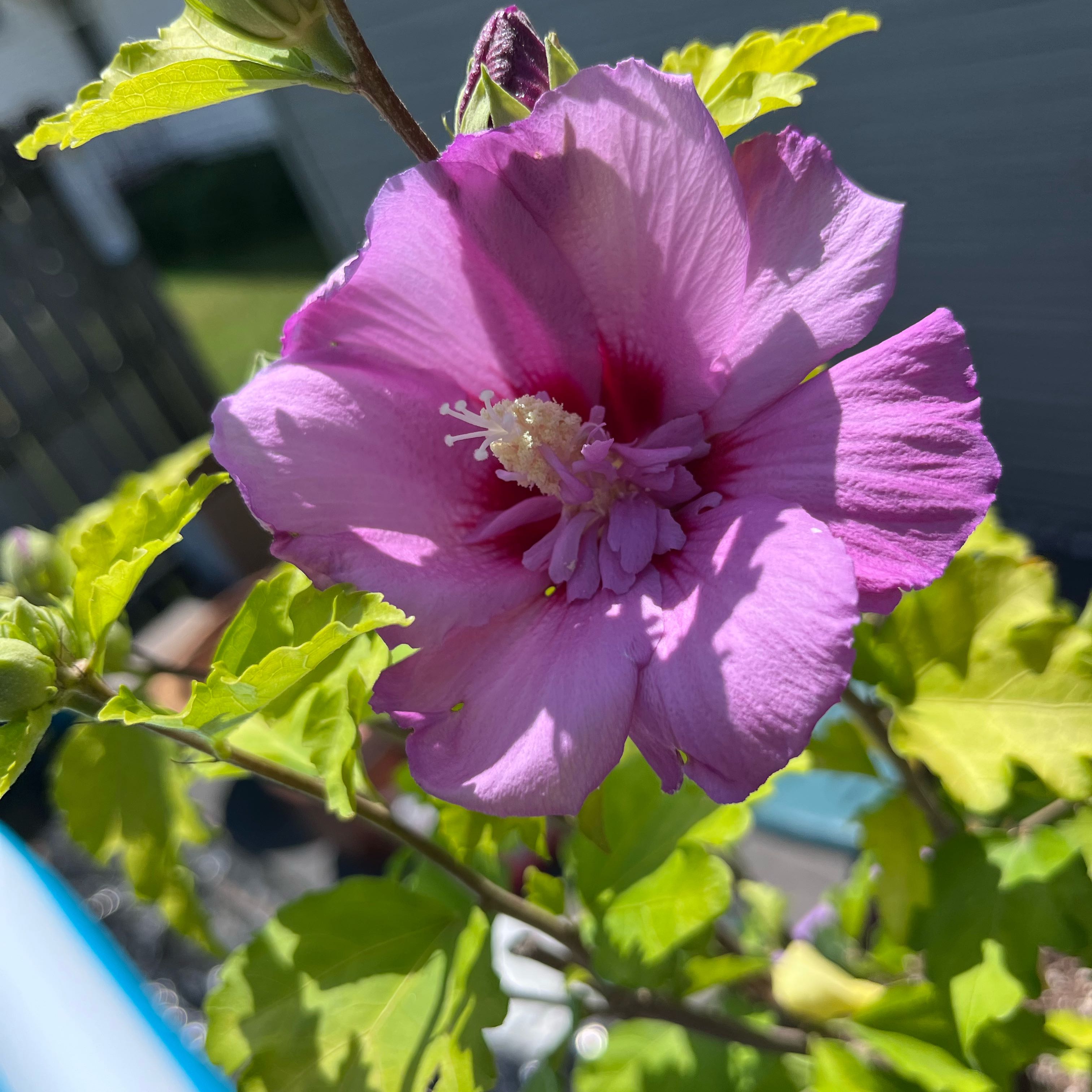 Photo of the plant species Korean Hibiscus by @plantlover2112 named Sigmund on Greg, the plant care app