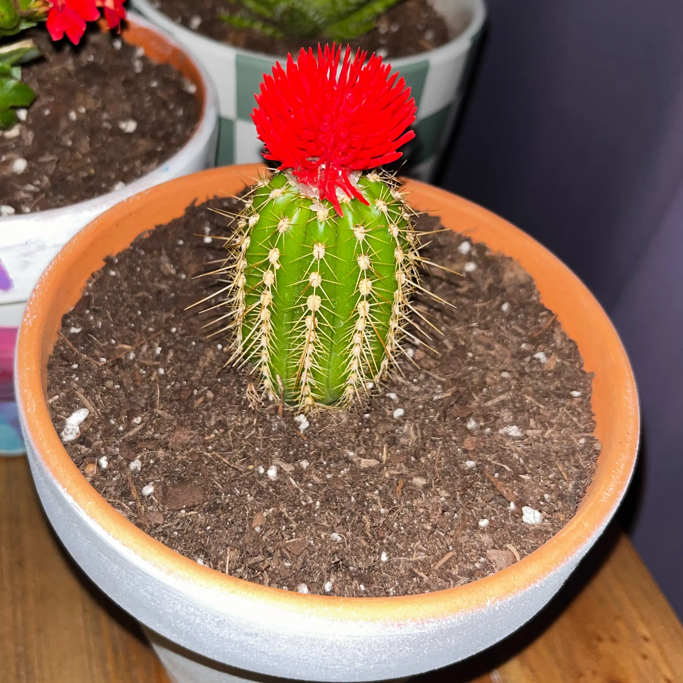 Photo of the plant species Deco Cactus by @plantlover2112 named Elina on Greg, the plant care app
