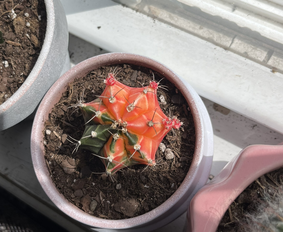 Photo of the plant species Variegated Moon Cactus by @plantlover2112 named Dexter on Greg, the plant care app