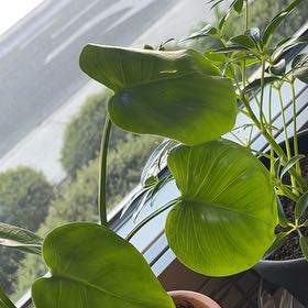 Photo of the plant species Swiss Cheese Plant by @AliveBaytree77 named Dino on Greg, the plant care app