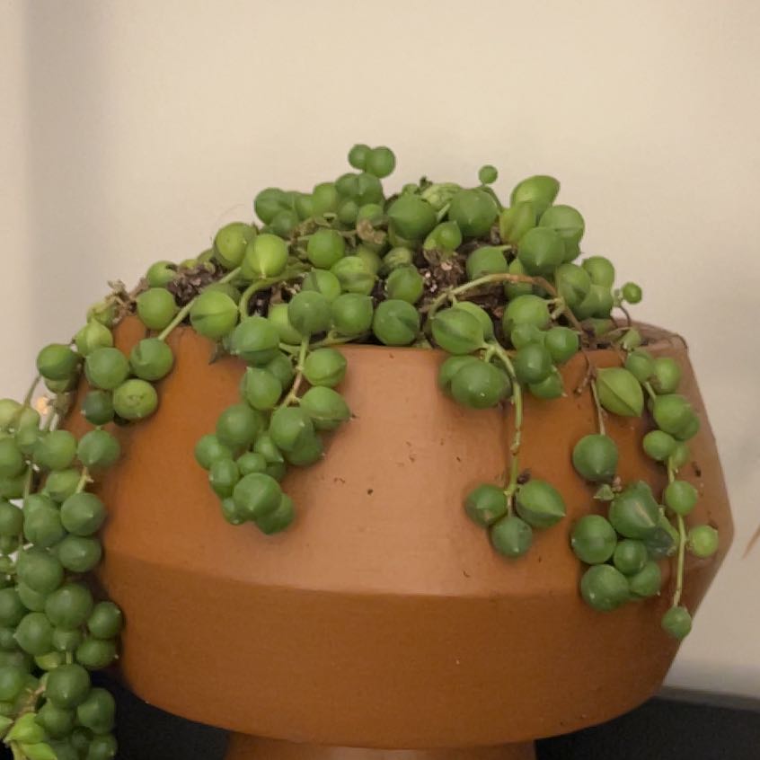 Photo of the plant species String of Beads 'Album' by @BigBroccoli2 named Minnie on Greg, the plant care app
