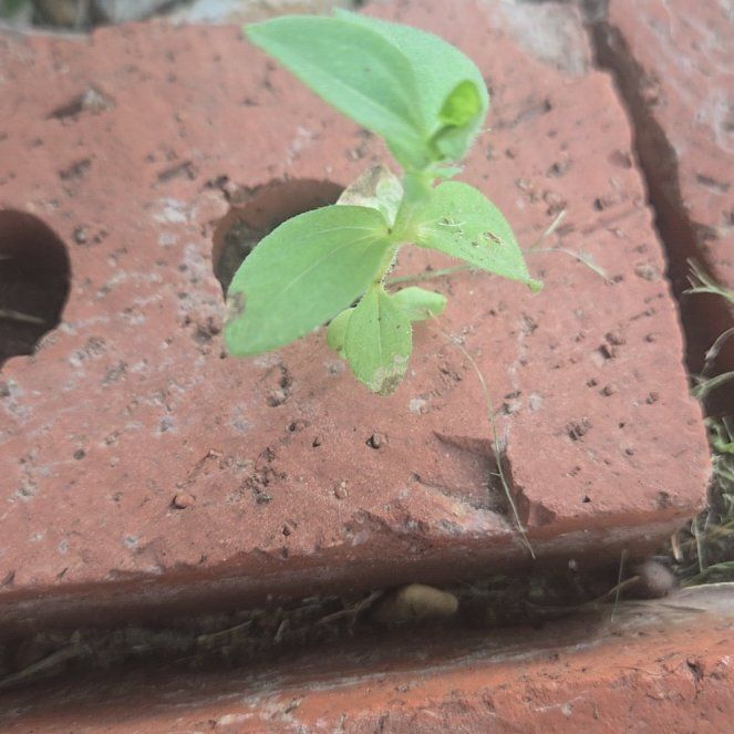 Photo of the plant species Mexican Creeping Zinnia by @ArdentMinikitty named Austen on Greg, the plant care app