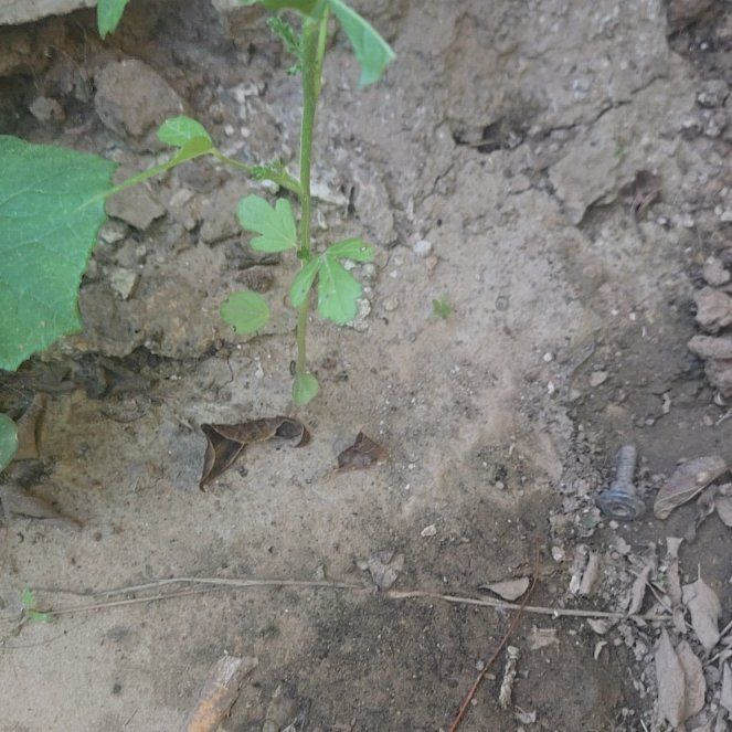 Photo of the plant species Smallflower Nemophila by @ArdentMinikitty named ChloroPhil on Greg, the plant care app