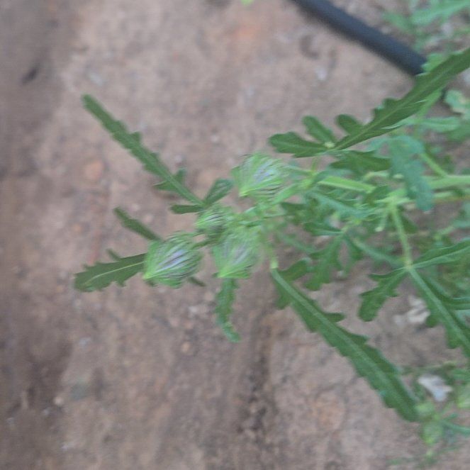 Photo of the plant species Flower of an Hour by @ArdentMinikitty named Daphne on Greg, the plant care app