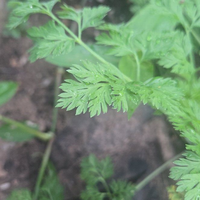 Photo of the plant species Chervil by @ArdentMinikitty named Curie on Greg, the plant care app