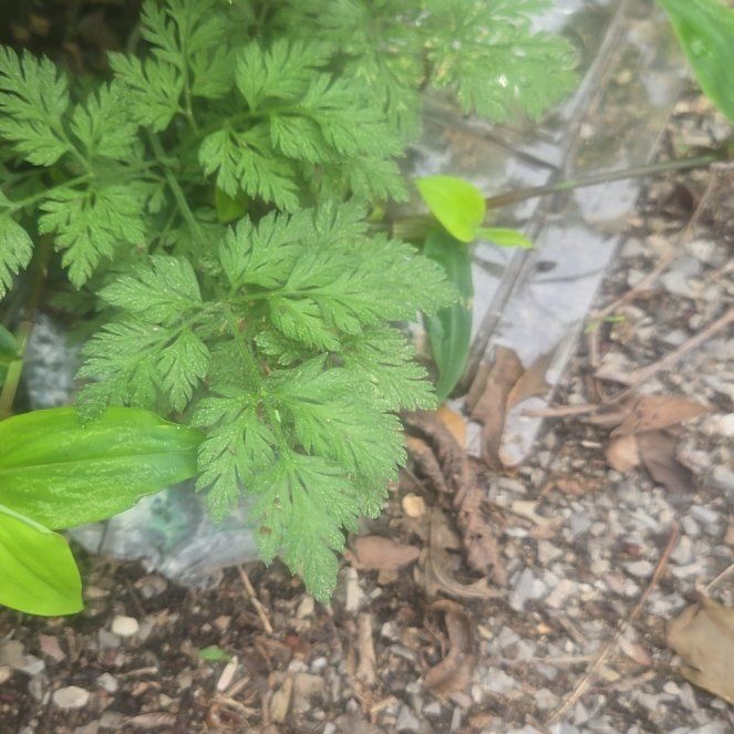 Photo of the plant species Chervil by @ArdentMinikitty named Surya on Greg, the plant care app