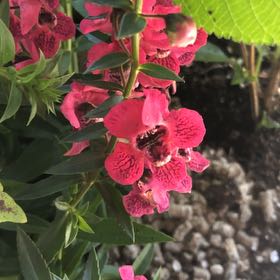 Photo of the plant species Western Red Lily by @UberTokyosun42 named Fernie Mercury on Greg, the plant care app