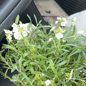 Photo of the plant species Snow Princess Alyssum by @StaunchTomato96 named Muhammad Ali on Greg, the plant care app