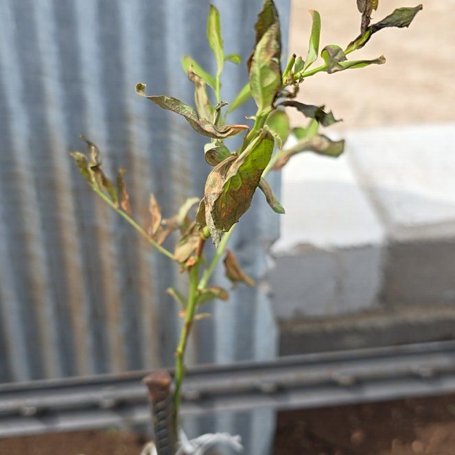 Photo of the plant species Blueberry by @CowgirlMicki named Marilyn on Greg, the plant care app