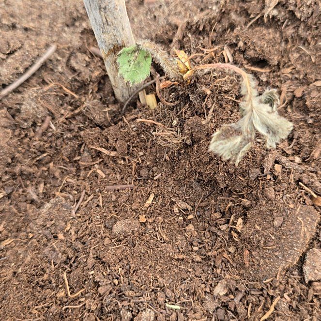 Photo of the plant species Strawberry 'Fort Laramie' by @CowgirlMicki named Homer on Greg, the plant care app