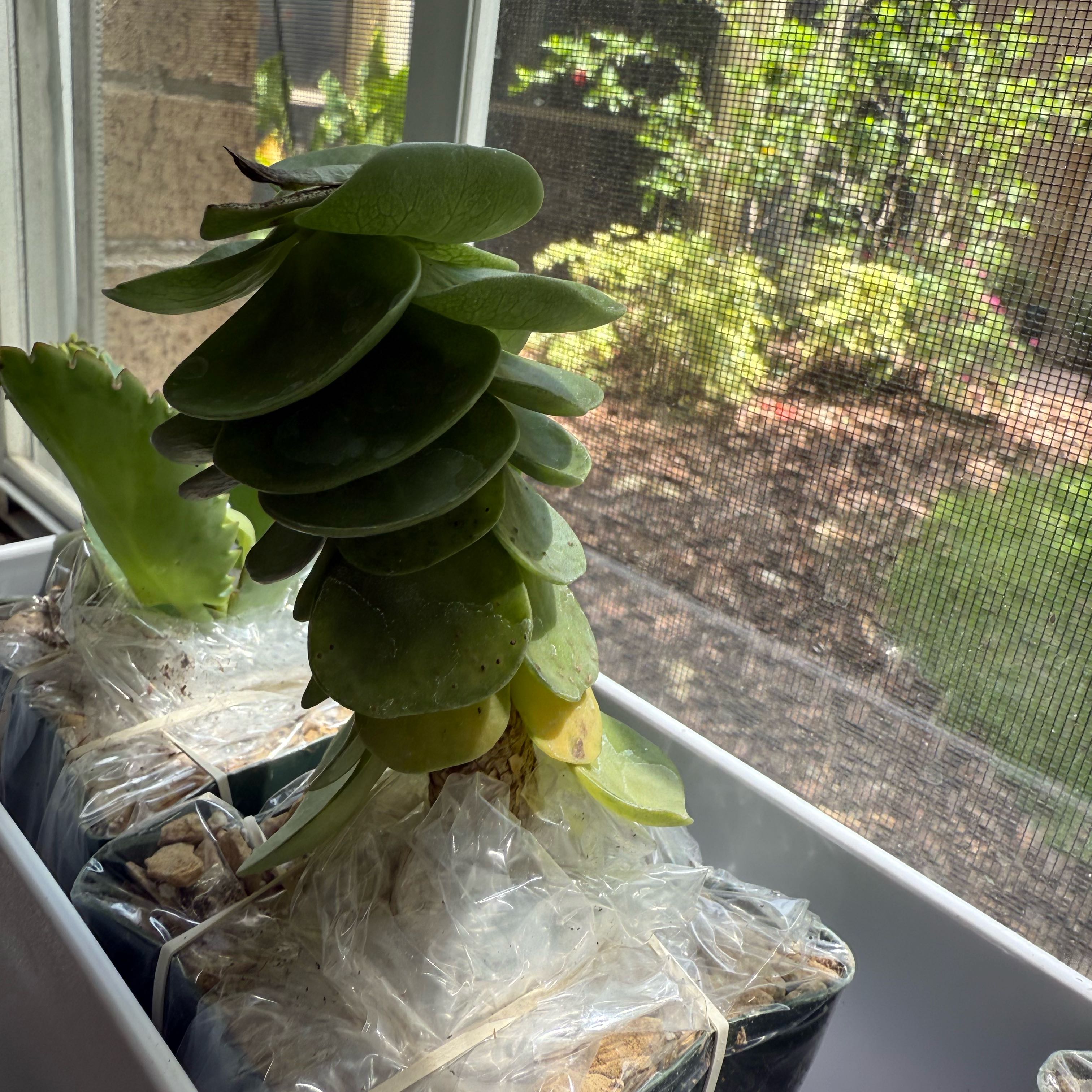 Photo of the plant species 'Ihi by @QuickCupidsdart named Rosa on Greg, the plant care app
