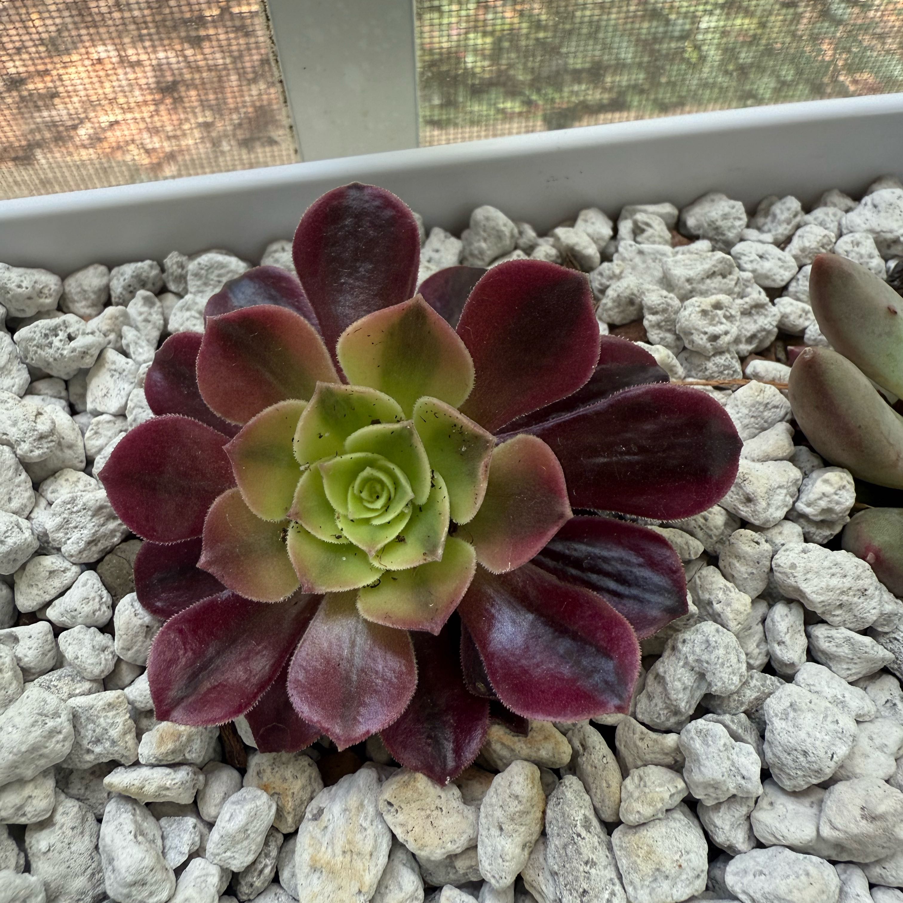 Photo of the plant species Aeonium Medusa by @QuickCupidsdart named Marilyn on Greg, the plant care app