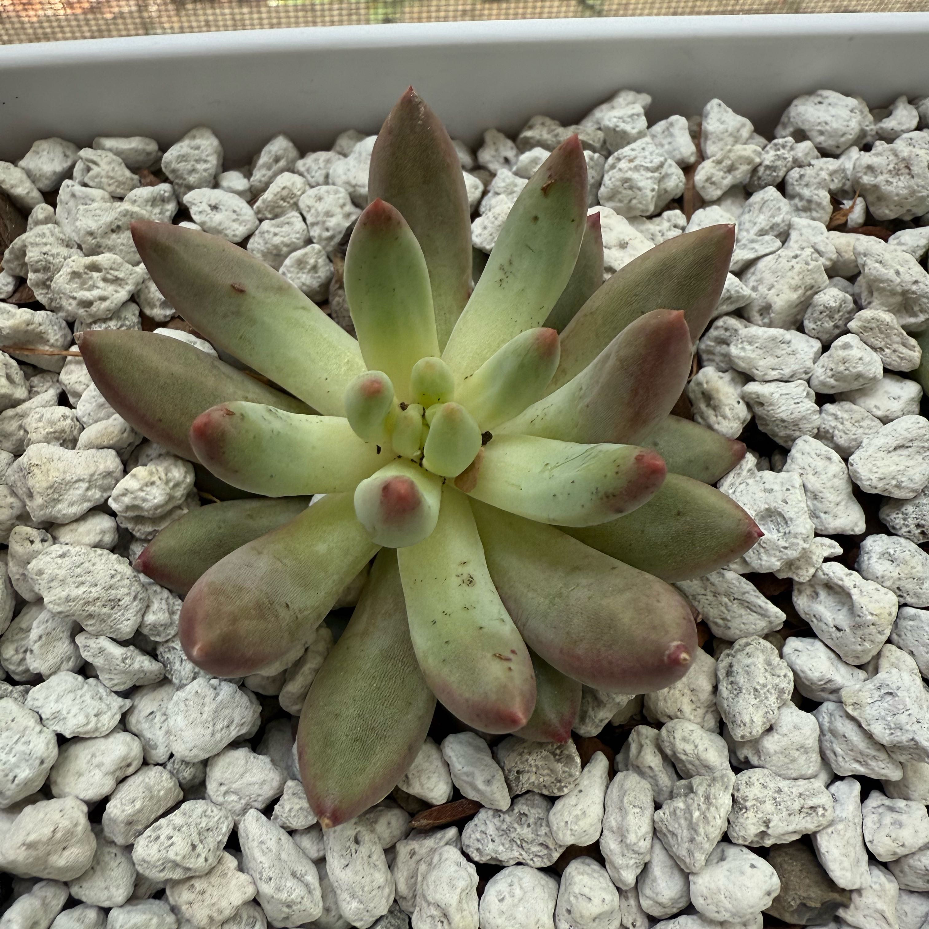 Photo of the plant species Echeveria Goldfish by @QuickCupidsdart named Captain Plant-it on Greg, the plant care app