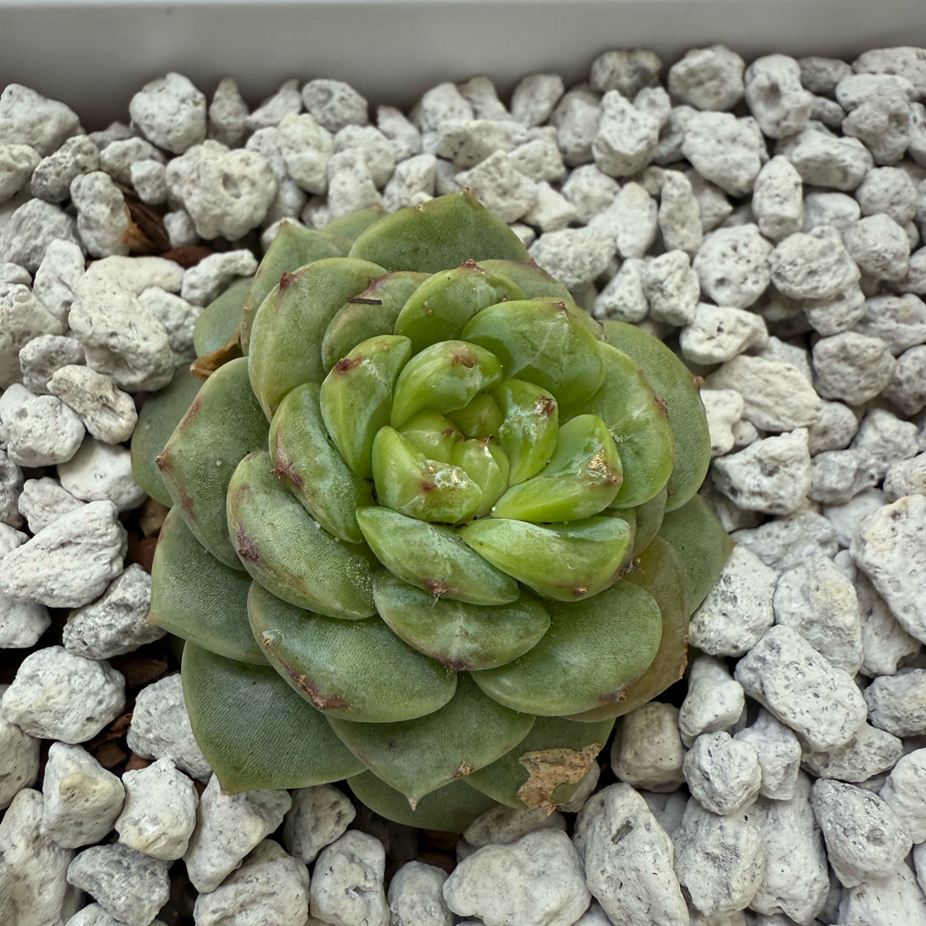 Photo of the plant species echeria red velvet sugar heart by @QuickCupidsdart named Bruce Lee on Greg, the plant care app