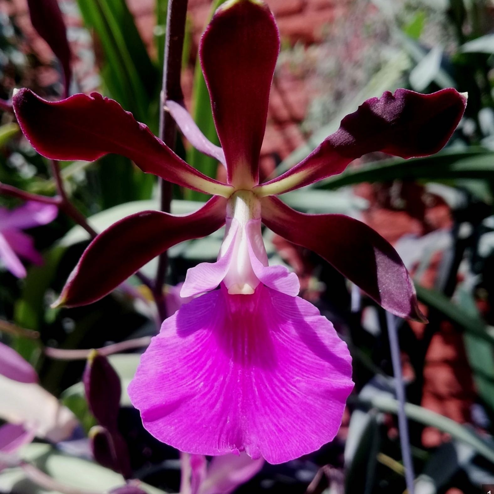 Photo of the plant species Orchid by @QuickCupidsdart named Gates on Greg, the plant care app