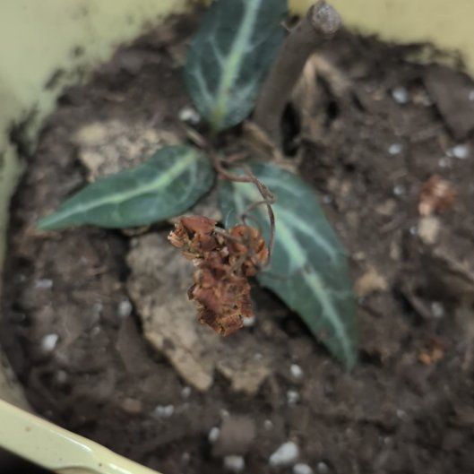 Photo of the plant species Spotted Wintergreen by @NiftySwisspine named da Vinci on Greg, the plant care app