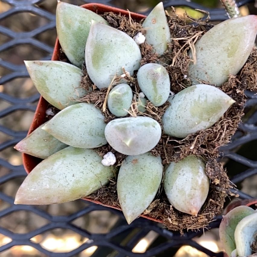 Photo of the plant species Andromischus Triflorus by @ModestlyPurei named Orwell on Greg, the plant care app