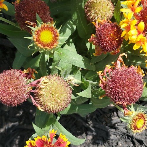 Photo of the plant species Great Blanket Flower by @YesBlueech54 named Foxxy on Greg, the plant care app