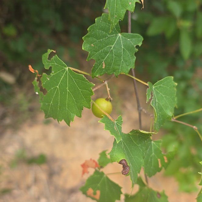 Photo of the plant species Muscadine Grape by @ZingDandelion0 named Peter Parker on Greg, the plant care app