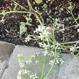 Photo of the plant species European Searocket by @YeahRaspberry98 named Oscar on Greg, the plant care app