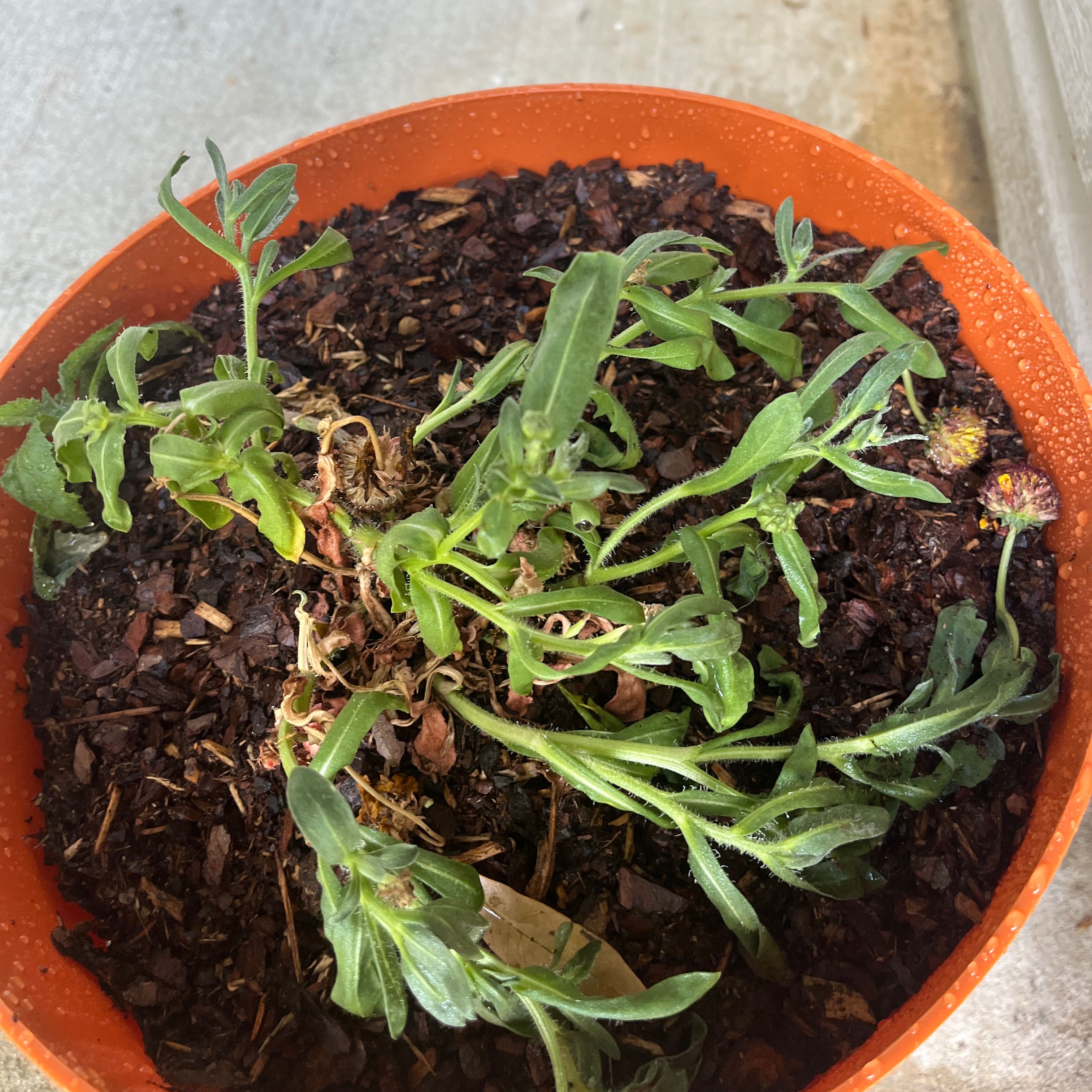 Photo of the plant species Barbican Yellow Red Ring Blanket Flower by @disco.jenn named Doja Cat on Greg, the plant care app