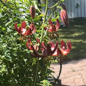 Photo of the plant species Martagon Lily by @PrimoOxtongue86 named Peter Parker on Greg, the plant care app