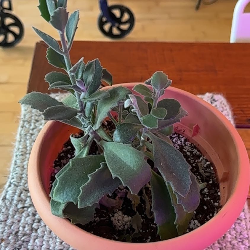 Photo of the plant species Kalanchoe beharensis 'Fang' by @MoonchildBec named Girly on Greg, the plant care app
