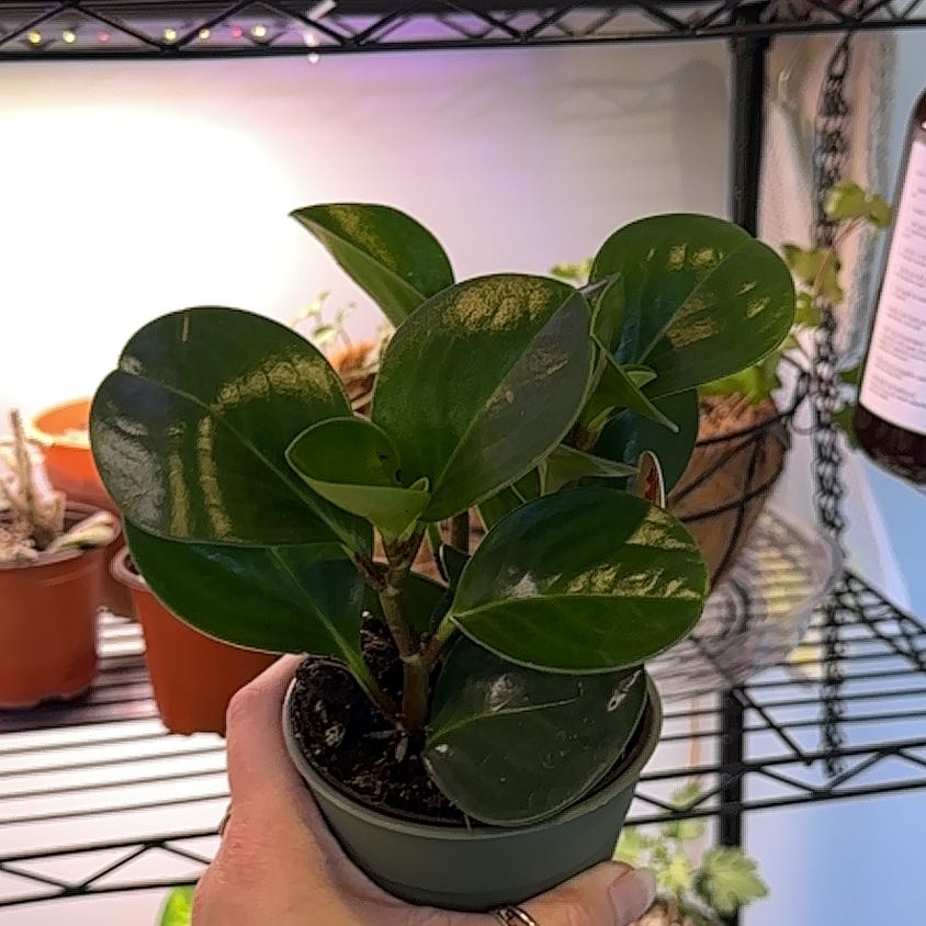 Photo of the plant species Peperomia 'Pixie Lime' by @MoonchildBec named Pixie on Greg, the plant care app
