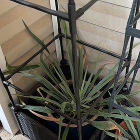 Photo of the plant species Adam's Needle by @MoonchildBec named Big Adam on Greg, the plant care app