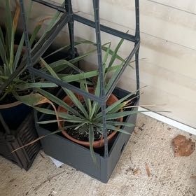 Photo of the plant species Adam's Needle by @MoonchildBec named Little Adam on Greg, the plant care app