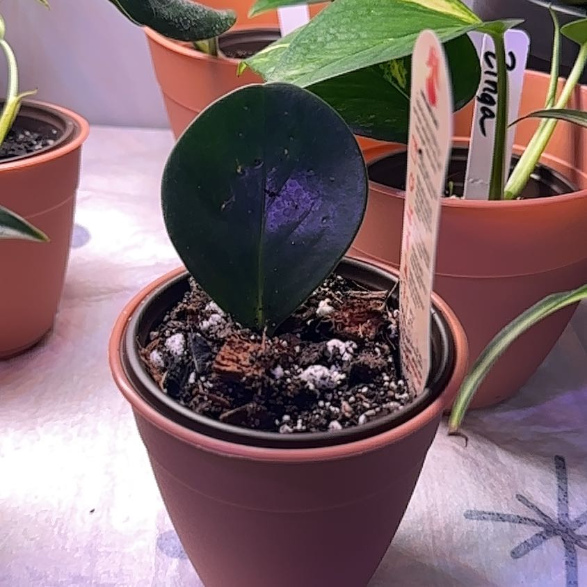 Photo of the plant species Peperomia 'Pixie Lime' by @MoonchildBec named Dolores on Greg, the plant care app