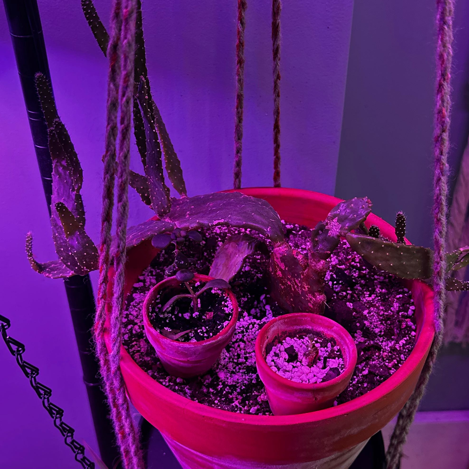 Photo of the plant species Caribbean Tree Cactus by @MoonchildBec named Haiti on Greg, the plant care app