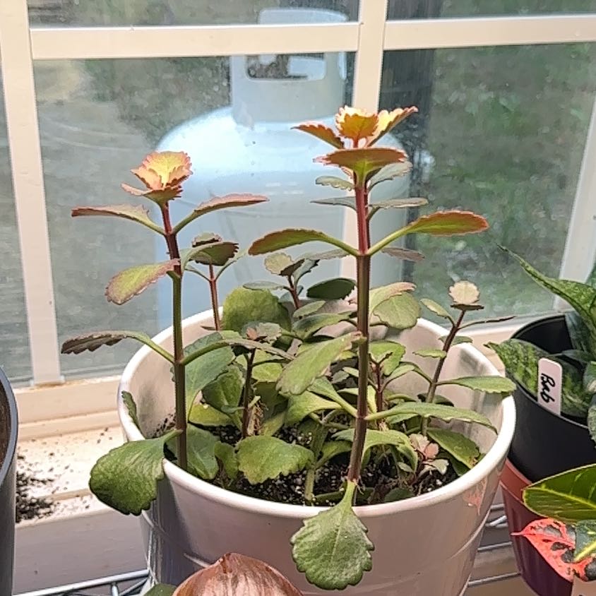 Photo of the plant species Kalanchoe sexangularis by @MoonchildBec named Wally on Greg, the plant care app