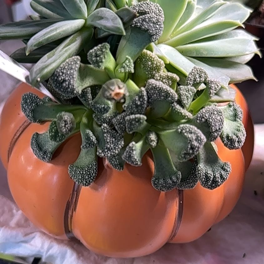 Photo of the plant species Concrete Leaf Living Stone by @MoonchildBec named Crete on Greg, the plant care app