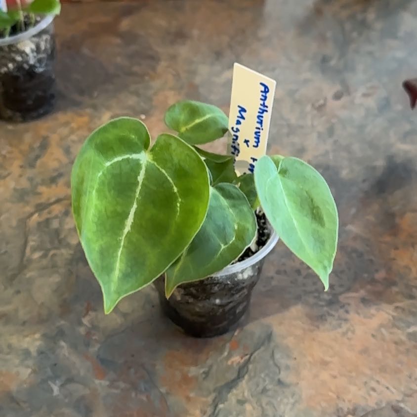 Photo of the plant species Anthurium Forgetii Magnificum by @MoonchildBec named Hanna on Greg, the plant care app
