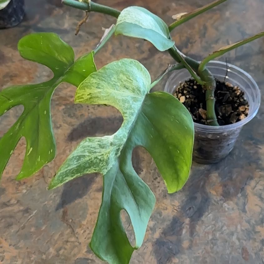 Photo of the plant species Mini Monstera Albo by @MoonchildBec named Delilah on Greg, the plant care app